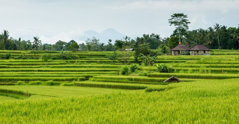 pakar-ipb-university-tiga-juta-hektare-sawah-di-indonesia-belum-dilindungi-secara-formal-