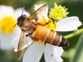 pakar-serangga-ipb-university-kasus-sengatan-di-bantul-bukan-tawon-gung-tapi-lebah-hutan-mematikan