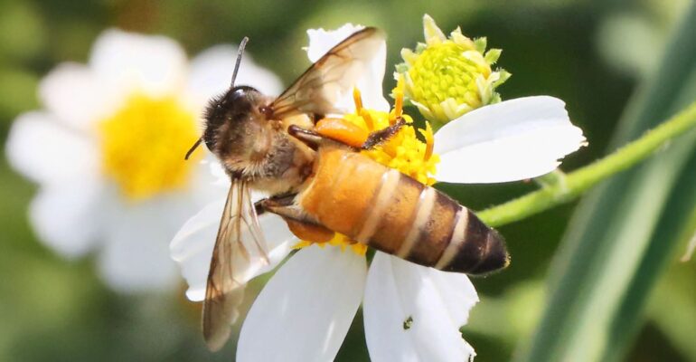 pakar-serangga-ipb-university-kasus-sengatan-di-bantul-bukan-tawon-gung-tapi-lebah-hutan-mematikan