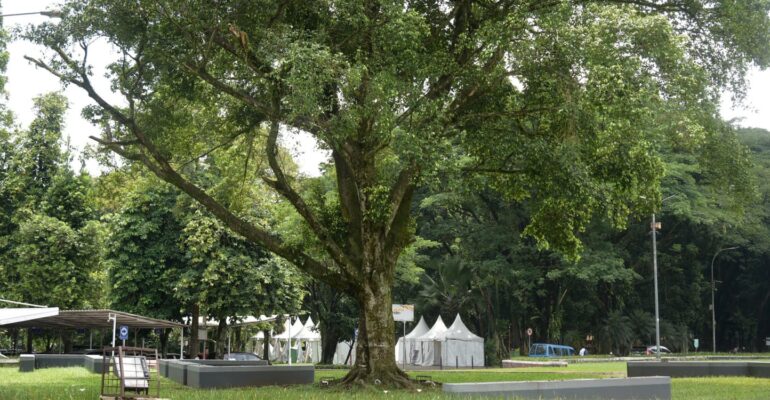 pohon-ficus-18-spesies-burung-bergantung-padanya-