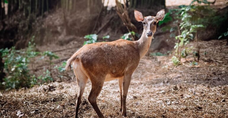 taman-hutan-kampus-ipb-university-destinasi-edukatif-berbasis-biodiversity-edu-tourism