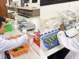 tim-pkm-ipb-university-perpanjang-umur-simpan-pisang-mas-dengan-kulit-jeruk-dan-limbah-kokon