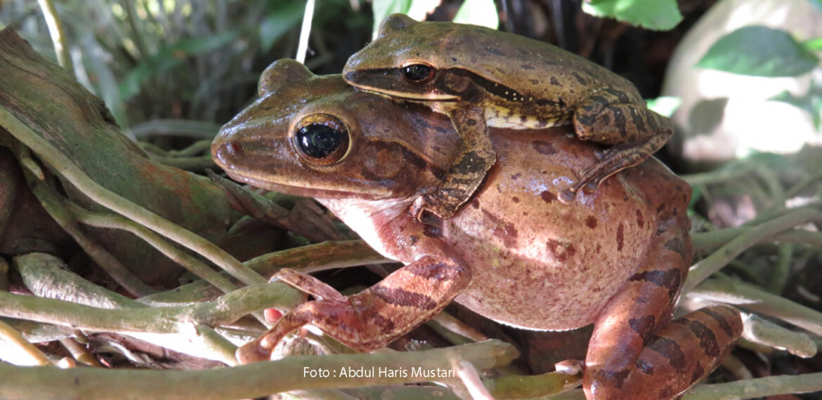 KATAK POHON BERGARIS