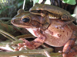 KATAK POHON BERGARIS