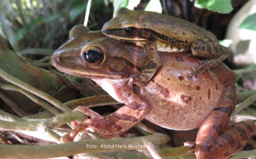 KATAK POHON BERGARIS