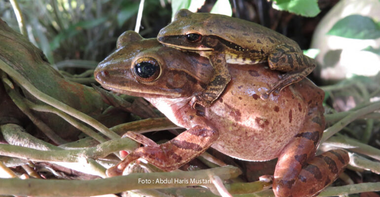 KATAK POHON BERGARIS