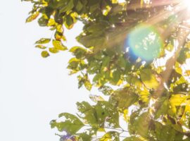 ahli-ipb-university-kurang-terpapar-sinar-matahari-bisa-gandakan-risiko-kematian