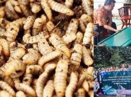 dosen-sv-ipb-university-latih-anggota-pokdakan-garuda-teknik-budi-daya-maggot