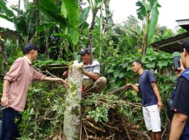 dukung-desa-ekowisata-berkelanjutan-di-gambuhan-pelamang-dpma-ipb-university-dampingi-petani-alpukat