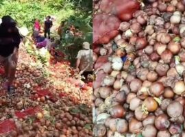 heboh-warga-ambil-bawang-bombai-ilegal-ahli-ipb-university-berbahaya-dan-bisa-timbulkan-penyakit-tanaman