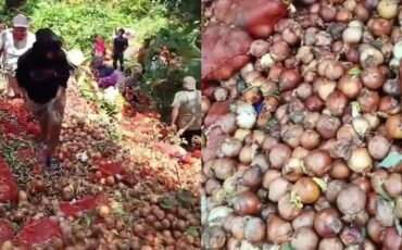 heboh-warga-ambil-bawang-bombai-ilegal-ahli-ipb-university-berbahaya-dan-bisa-timbulkan-penyakit-tanaman