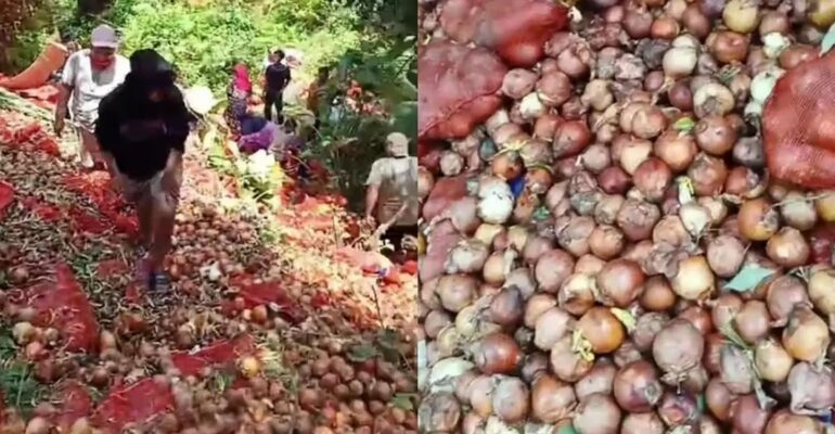 heboh-warga-ambil-bawang-bombai-ilegal-ahli-ipb-university-berbahaya-dan-bisa-timbulkan-penyakit-tanaman