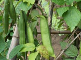 kacang-koro-pedang-pangan-fungsional-lokal-yang-siap-jadi-primadona-baru