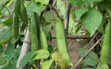 kacang-koro-pedang-pangan-fungsional-lokal-yang-siap-jadi-primadona-baru