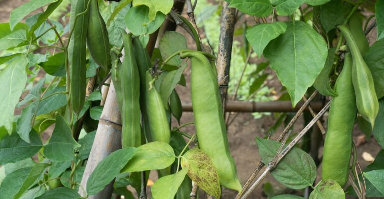 kacang-koro-pedang-pangan-fungsional-lokal-yang-siap-jadi-primadona-baru