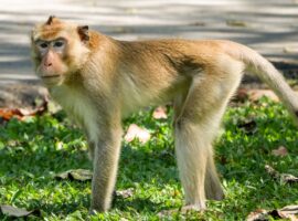 kata-ahli-ipb-university-soal-monyet-ekor-panjang-masuk-permukiman