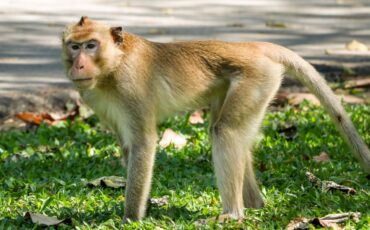 kata-ahli-ipb-university-soal-monyet-ekor-panjang-masuk-permukiman