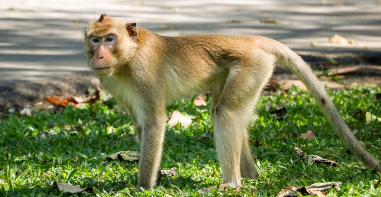 kata-ahli-ipb-university-soal-monyet-ekor-panjang-masuk-permukiman