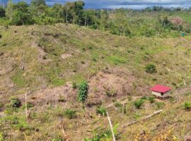 pakar-ipb-university-degradasi-habitat-di-bengkulu-dorong-gajah-sumatra-ke-ambang-kepunahan