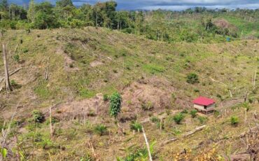 pakar-ipb-university-degradasi-habitat-di-bengkulu-dorong-gajah-sumatra-ke-ambang-kepunahan