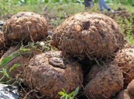 peneliti-ipb-university-serat-umbi-porang-berpotensi-jadi-bahan-kosmetik-dengan-lima-efek-perlindungan-kulit