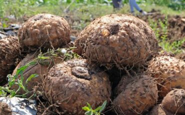 peneliti-ipb-university-serat-umbi-porang-berpotensi-jadi-bahan-kosmetik-dengan-lima-efek-perlindungan-kulit