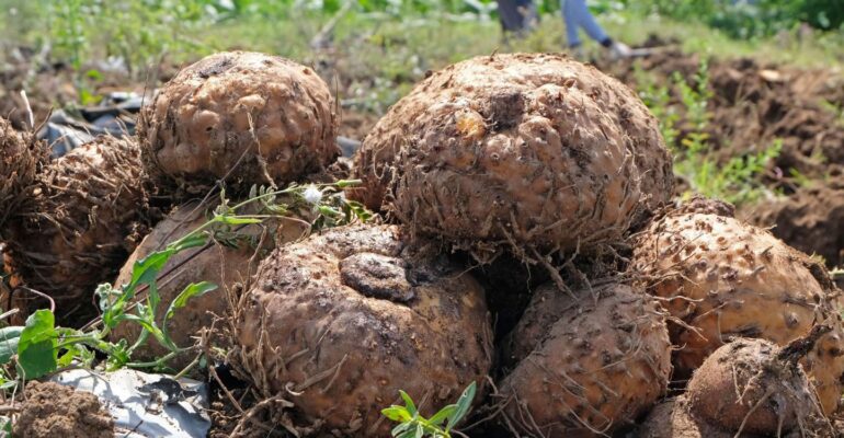 peneliti-ipb-university-serat-umbi-porang-berpotensi-jadi-bahan-kosmetik-dengan-lima-efek-perlindungan-kulit