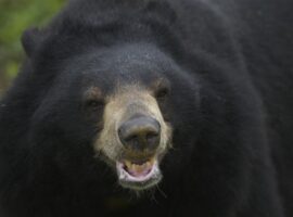 populasi-beruang-meningkat-nyawa-warga-jepang-terancam