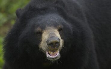 populasi-beruang-meningkat-nyawa-warga-jepang-terancam