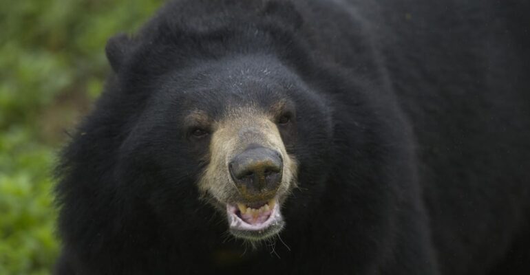 populasi-beruang-meningkat-nyawa-warga-jepang-terancam