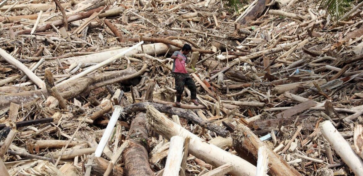 asal-usul-kayu-gelondongan-di-lokasi-longsor-sumatera-utara-ini-penjelasan-pakar-ipb-university