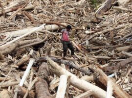 asal-usul-kayu-gelondongan-di-lokasi-longsor-sumatera-utara-ini-penjelasan-pakar-ipb-university