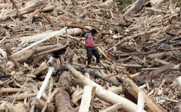 asal-usul-kayu-gelondongan-di-lokasi-longsor-sumatera-utara-ini-penjelasan-pakar-ipb-university