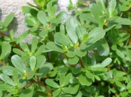 guru-besar-ipb-university-jelaskan-potensi-krokot-untuk-obat-tradisional-dan-kosmetika-modern