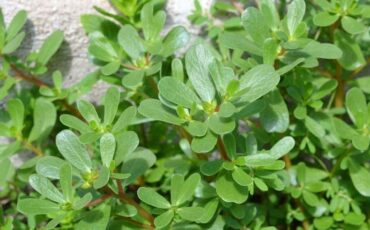 guru-besar-ipb-university-jelaskan-potensi-krokot-untuk-obat-tradisional-dan-kosmetika-modern