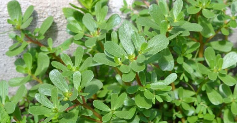 guru-besar-ipb-university-jelaskan-potensi-krokot-untuk-obat-tradisional-dan-kosmetika-modern