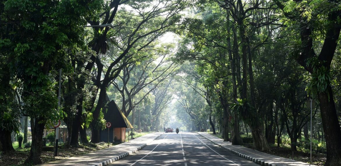 hadapi-cuaca-ekstrem-ipb-university-tingkatkan-manajemen-risiko-pohon-di-kampus