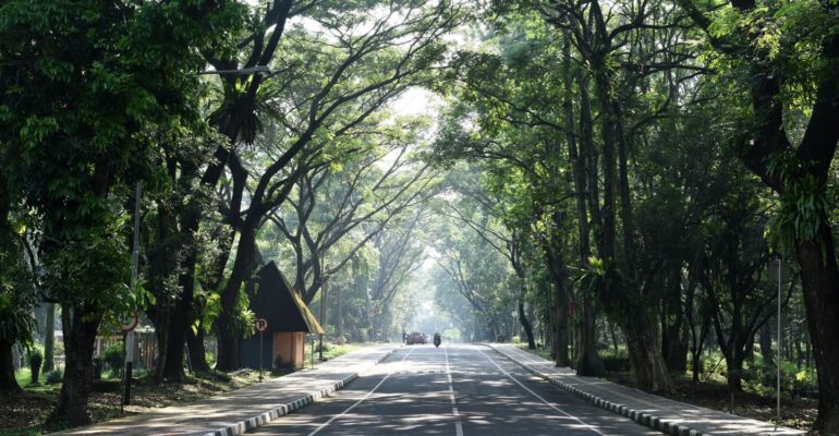 hadapi-cuaca-ekstrem-ipb-university-tingkatkan-manajemen-risiko-pohon-di-kampus