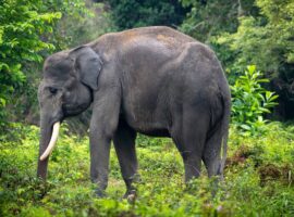 peneliti-ipb-university-sumatra-alami-kehilangan-biodiversitas-tertinggi-di-indonesia
