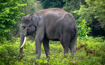 peneliti-ipb-university-sumatra-alami-kehilangan-biodiversitas-tertinggi-di-indonesia