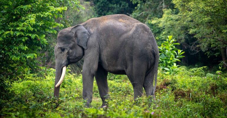 peneliti-ipb-university-sumatra-alami-kehilangan-biodiversitas-tertinggi-di-indonesia