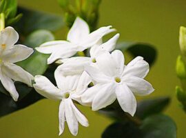 peneliti-ipb-university-ungkap-potensi-melati-putih-untuk-kesehatan-dan-kosmetika