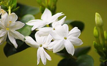 peneliti-ipb-university-ungkap-potensi-melati-putih-untuk-kesehatan-dan-kosmetika