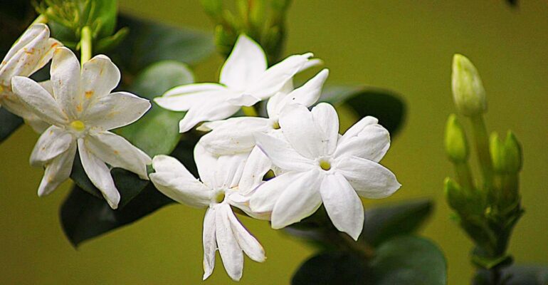 peneliti-ipb-university-ungkap-potensi-melati-putih-untuk-kesehatan-dan-kosmetika