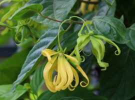 permintaan-meningkat-jelang-ramadan-peneliti-ipb-university-urai-sejumlah-manfaat-bunga-kenanga