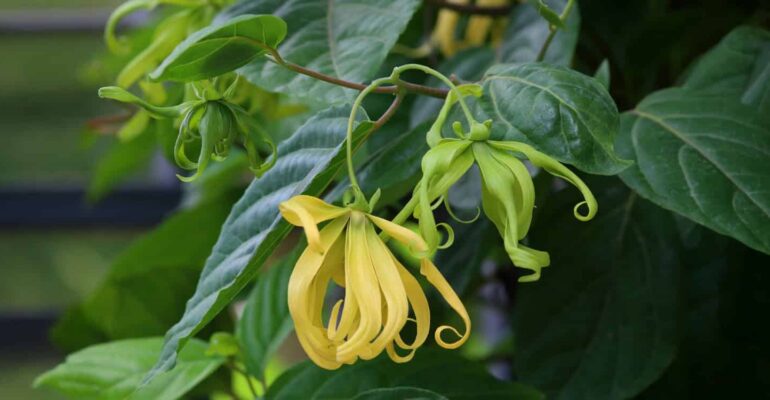 permintaan-meningkat-jelang-ramadan-peneliti-ipb-university-urai-sejumlah-manfaat-bunga-kenanga