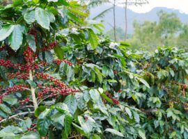 prof-faroby-tanaman-kopi-durian-jadi-kombinasi-agroforestri-terbaik-untuk-kawasan-transmigrasi