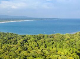 raih-hibah-dari-apn-gcr-peneliti-ipb-kaji-dampak-spesies-invasif-di-taman-nasional-baluran-dan-ujung-kulon