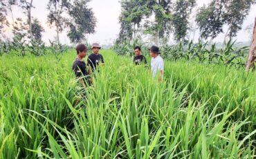 fakultas-pertanian-ipb-university-pelopori-pengembangan-padi-gogo-nasional
