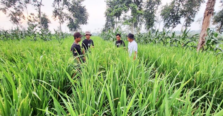 fakultas-pertanian-ipb-university-pelopori-pengembangan-padi-gogo-nasional